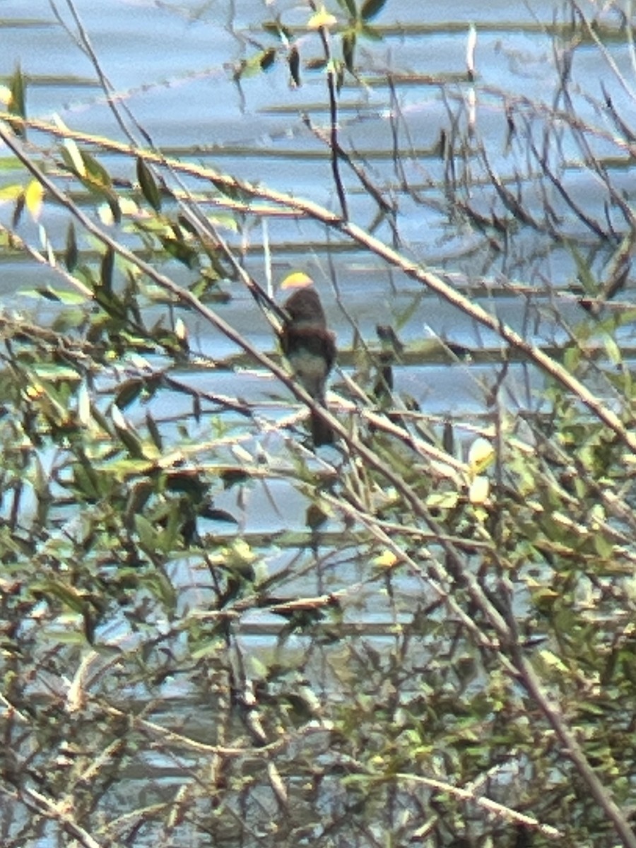 Black Phoebe - ML621208084