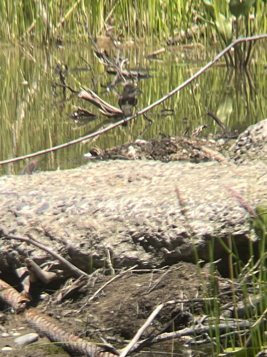 Black Phoebe - ML621208085