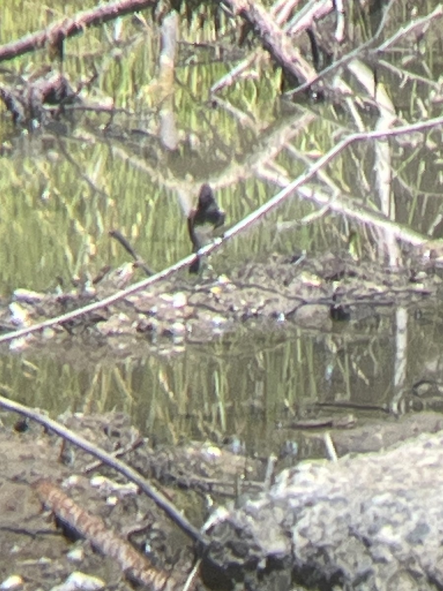 Black Phoebe - ML621208086