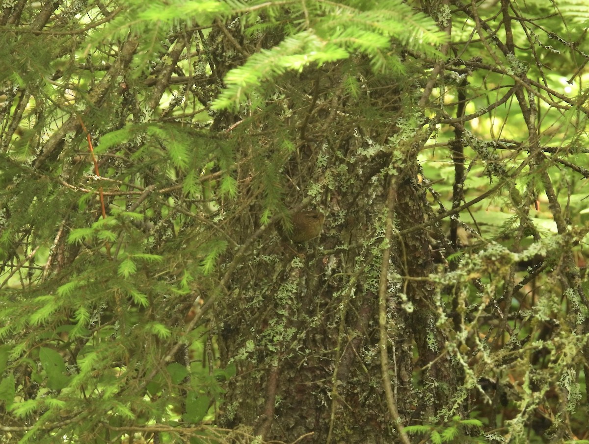 Troglodyte des forêts - ML621208108