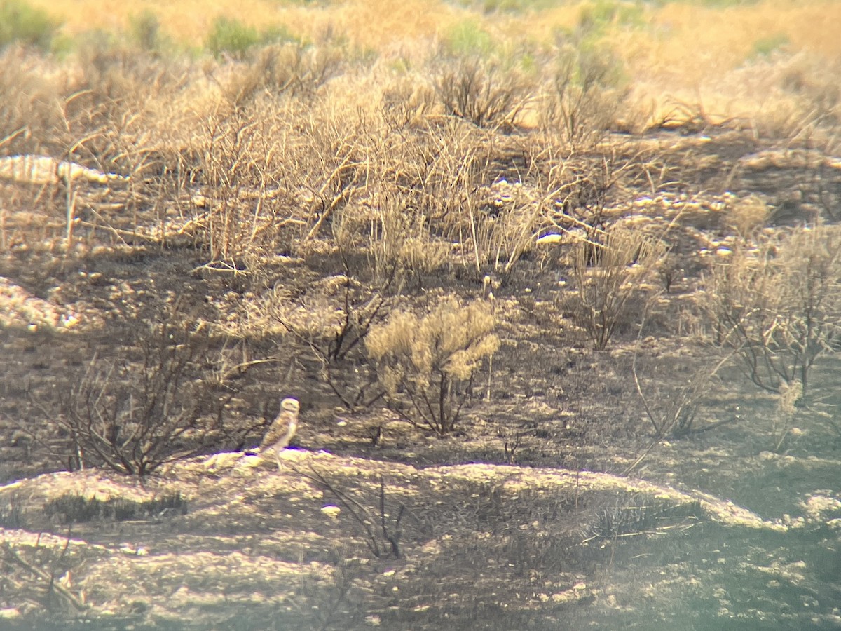 Burrowing Owl - ML621208128