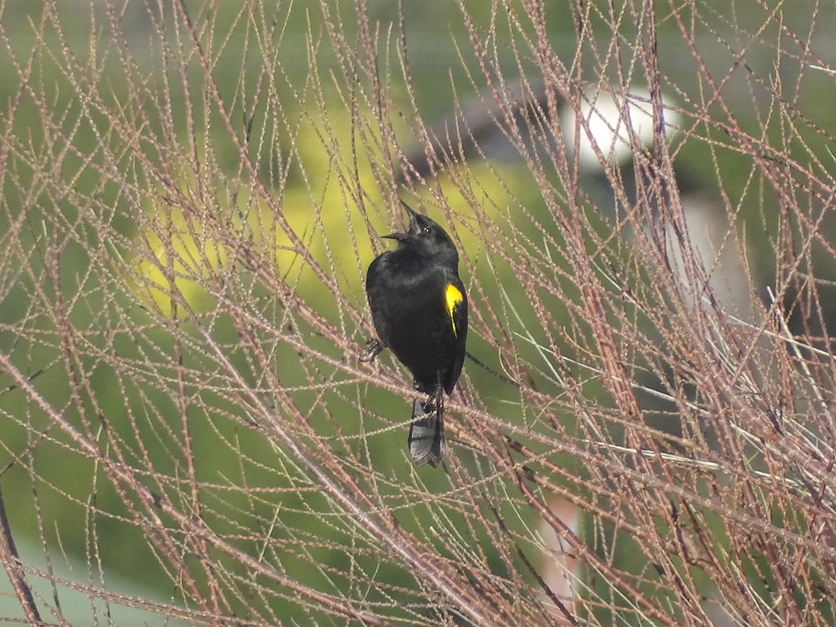 Yellow-winged Blackbird - José Ignacio Catalán Ruiz