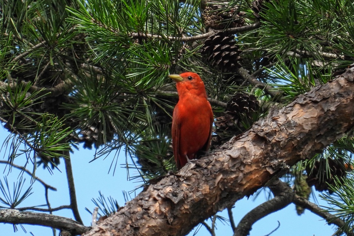 Summer Tanager - ML621208140