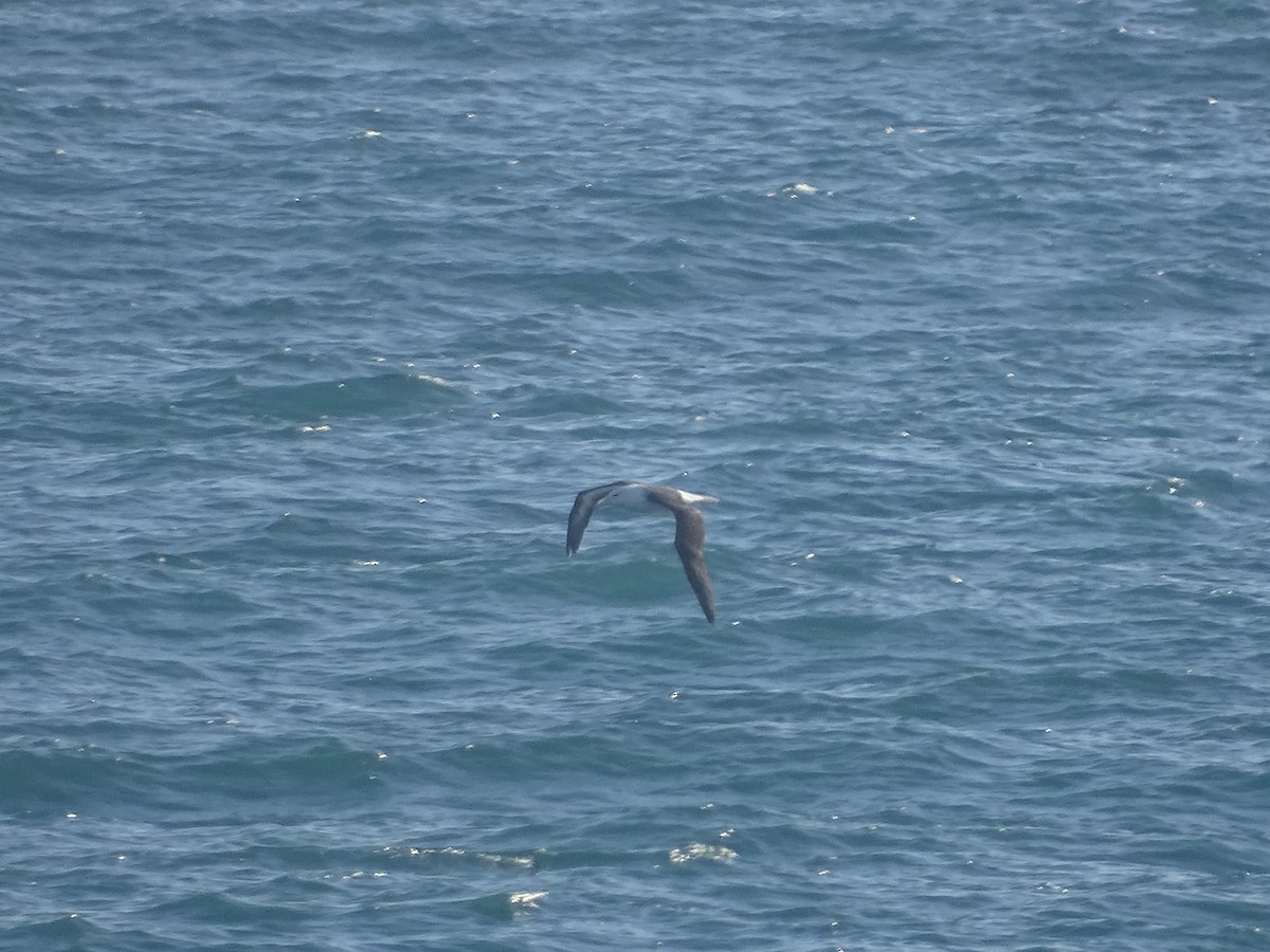 Black-browed Albatross - ML621208145