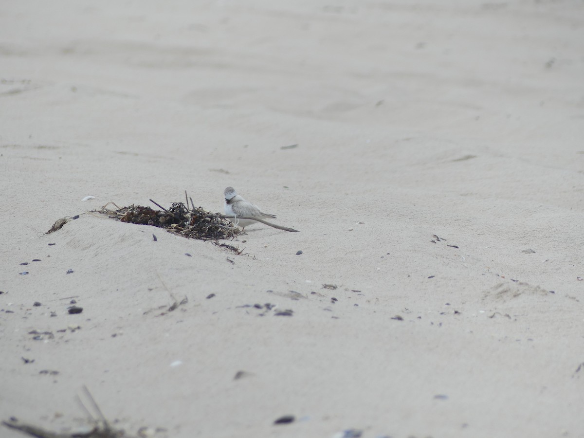 Piping Plover - ML621208153