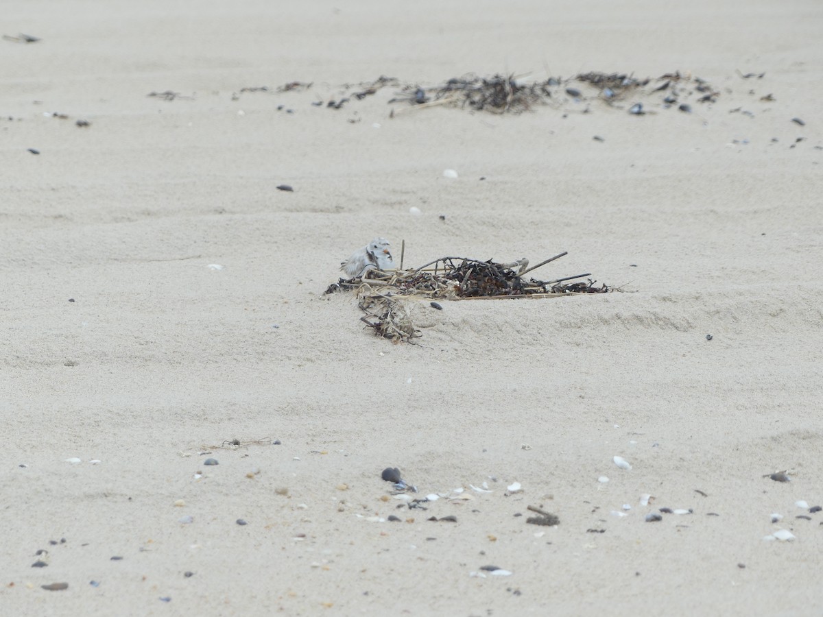 Piping Plover - ML621208155