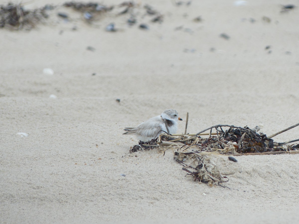 Piping Plover - ML621208156
