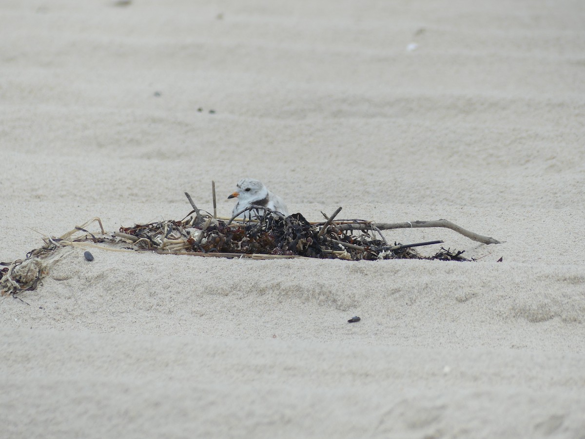 Piping Plover - ML621208157