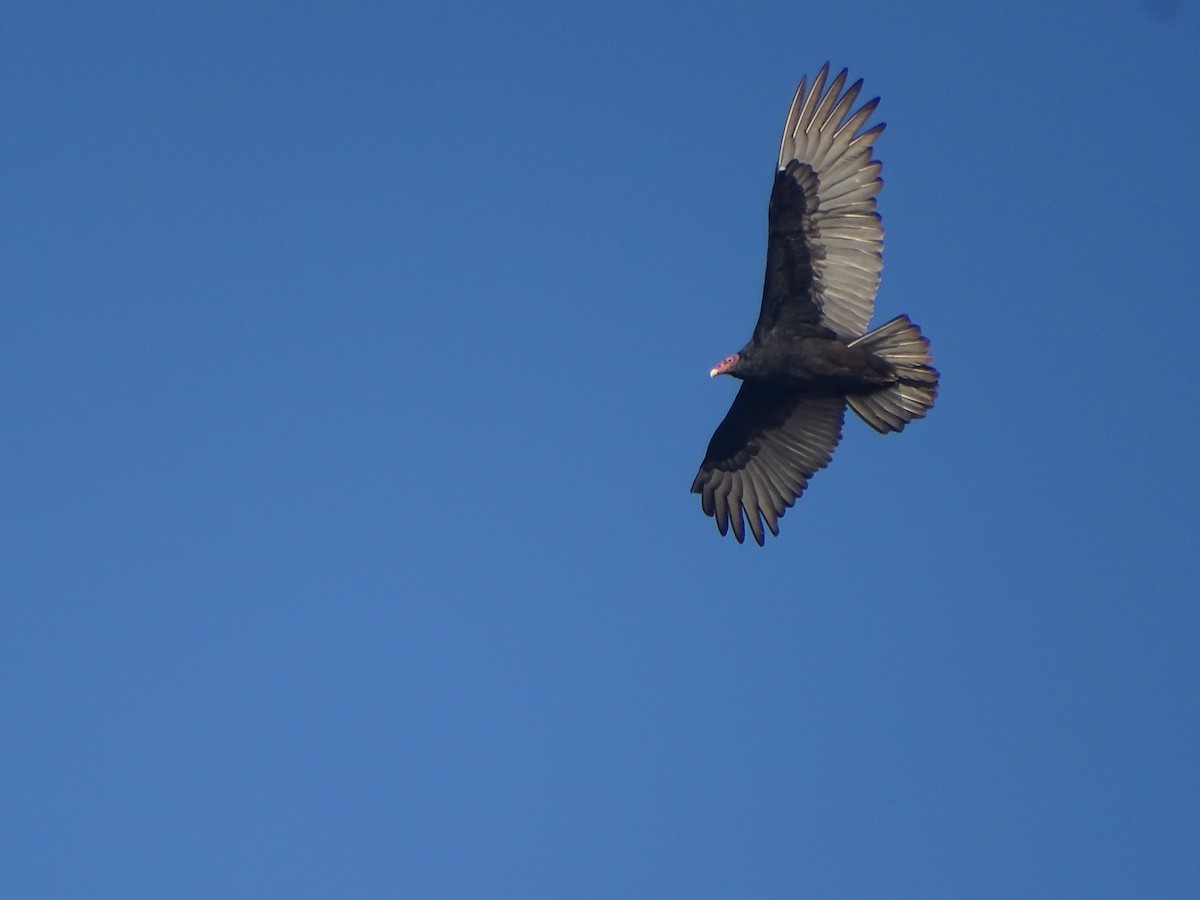 Turkey Vulture - ML621208215