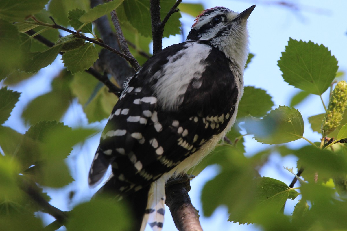 Downy Woodpecker - ML621208219