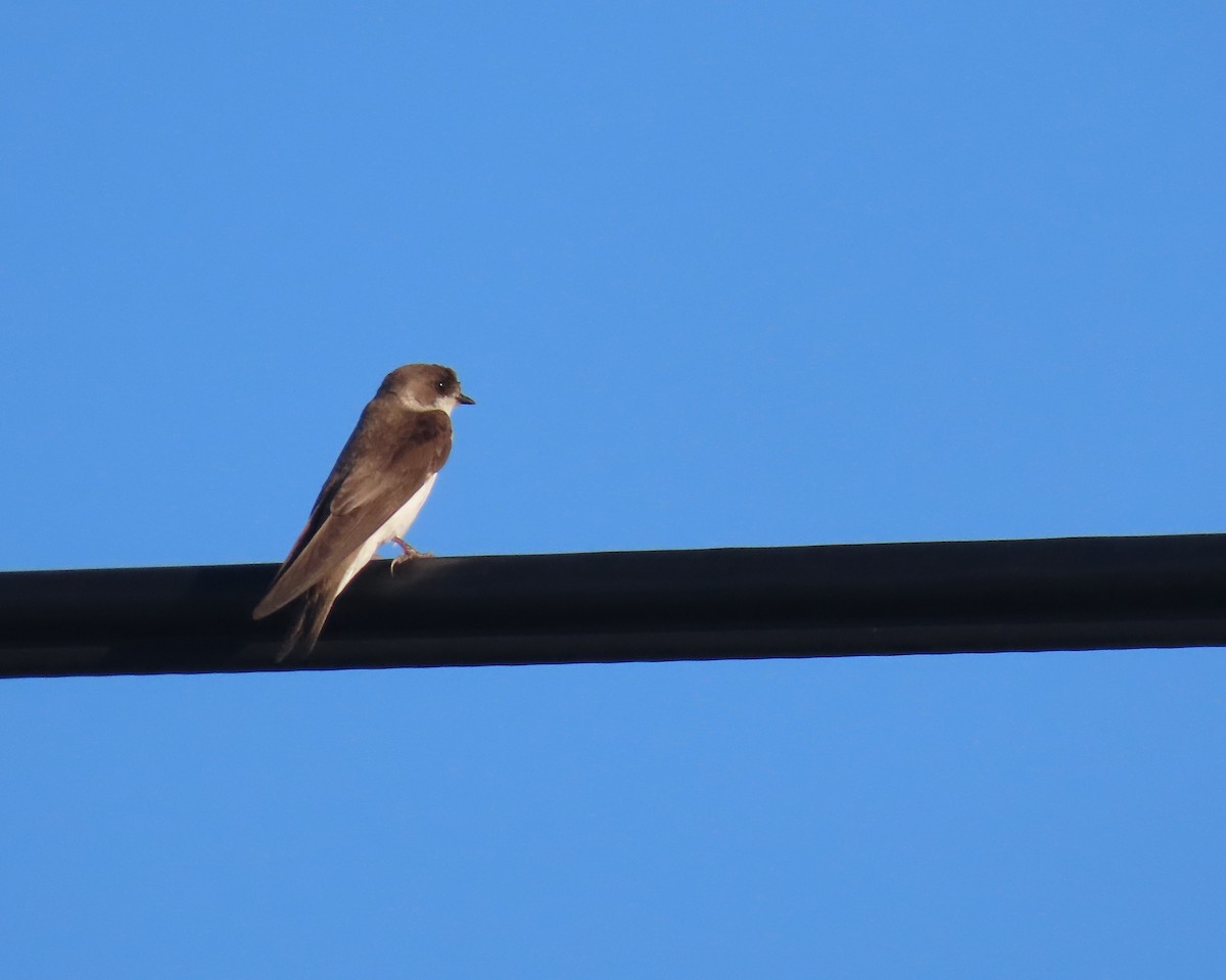 Northern Rough-winged Swallow - ML621208237