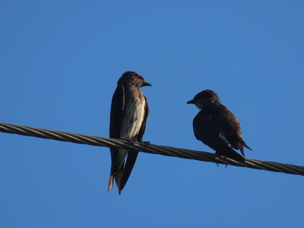 Northern Rough-winged Swallow - ML621208238