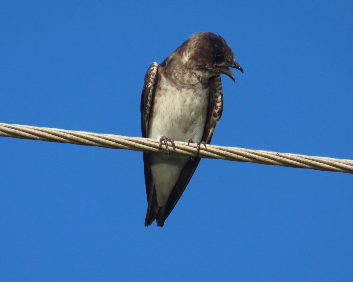 Northern Rough-winged Swallow - ML621208239