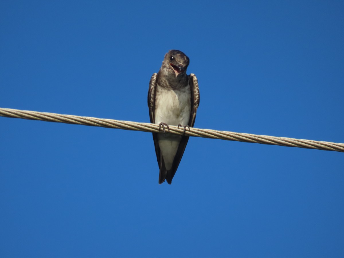 Northern Rough-winged Swallow - ML621208240