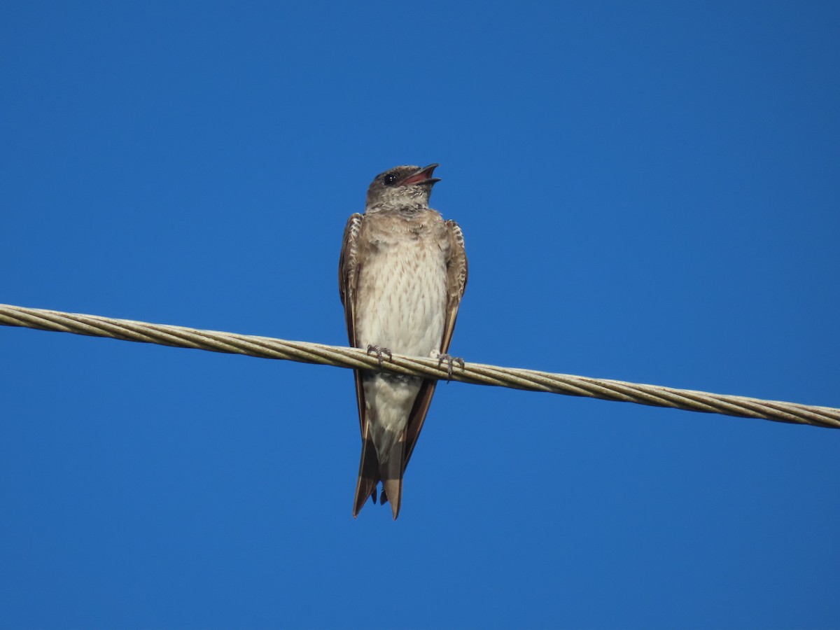 Northern Rough-winged Swallow - ML621208241