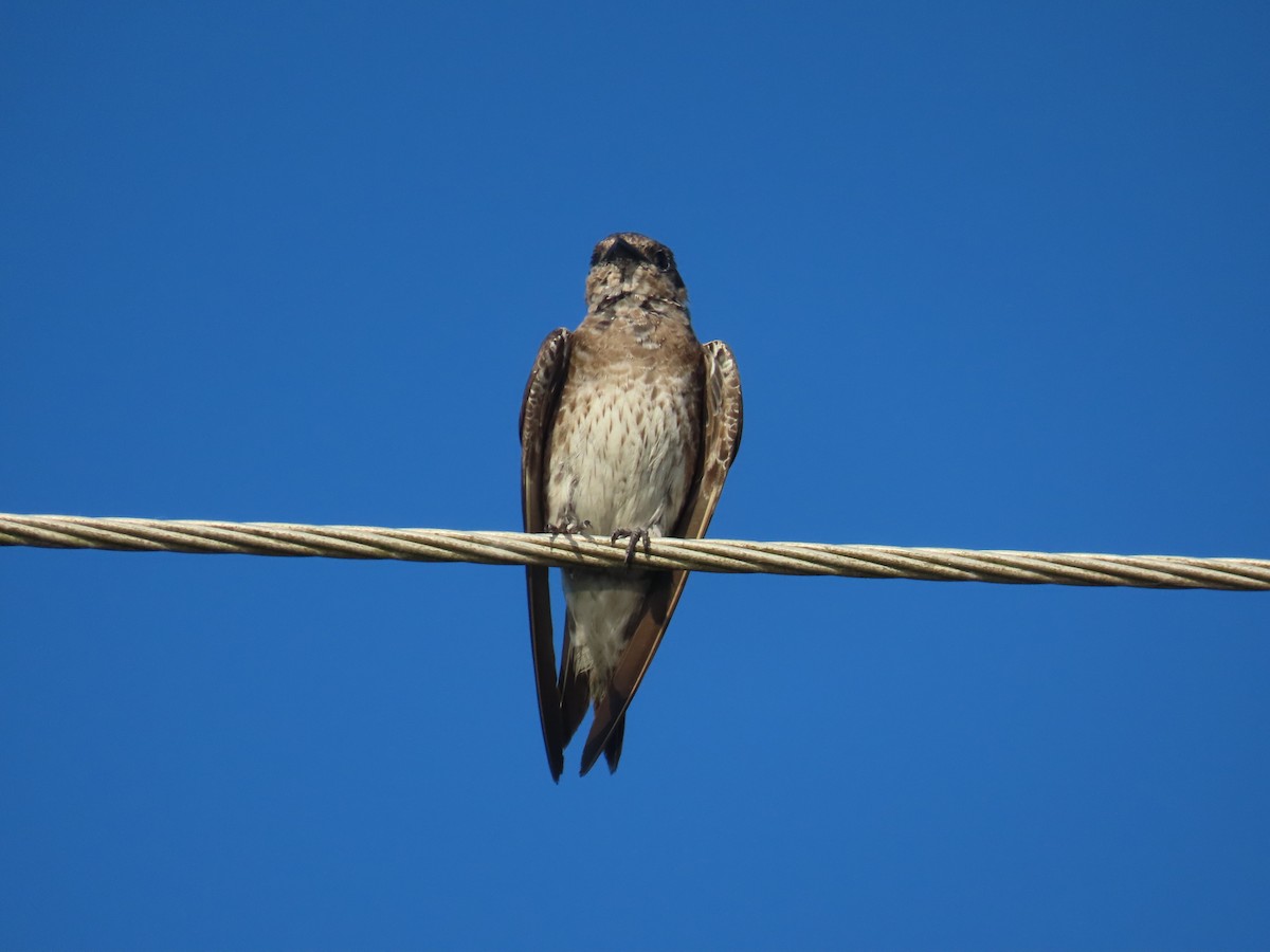 Northern Rough-winged Swallow - ML621208242