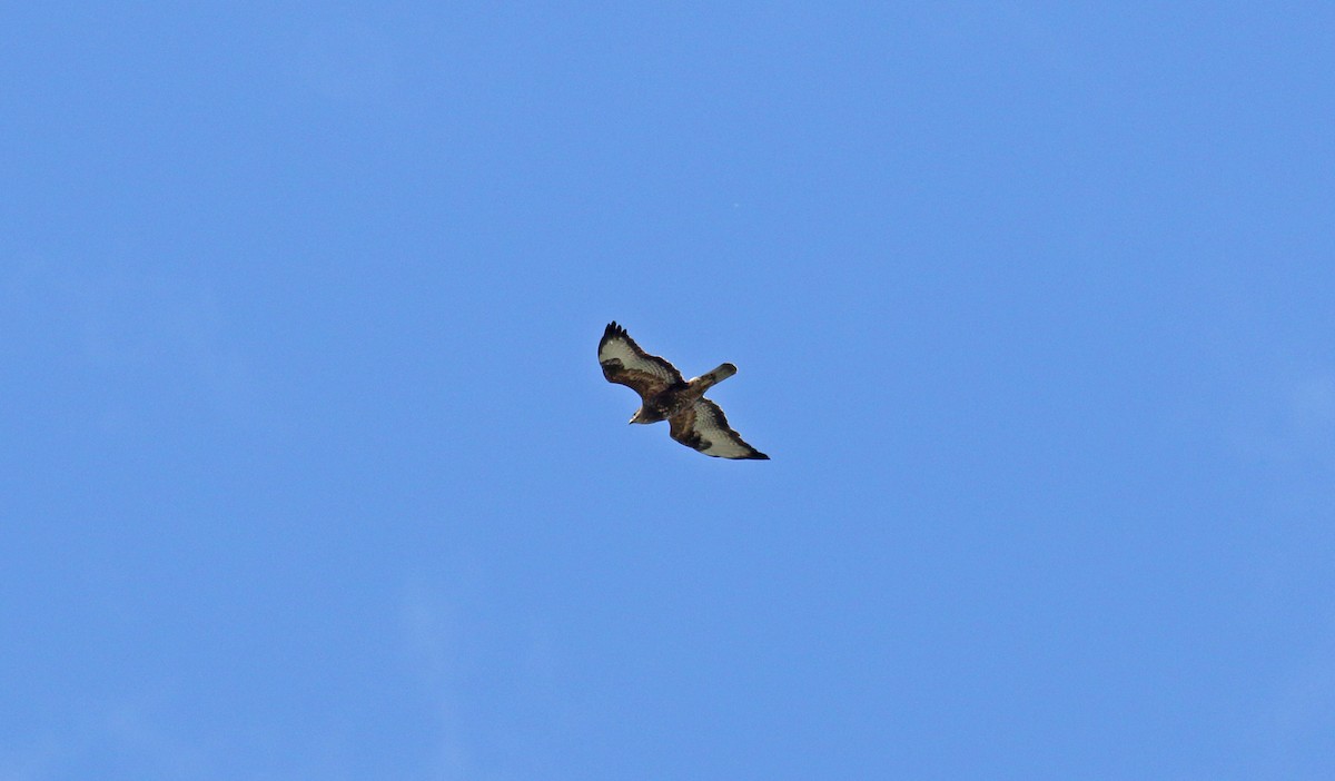 Eurasian Sparrowhawk - ML621208243