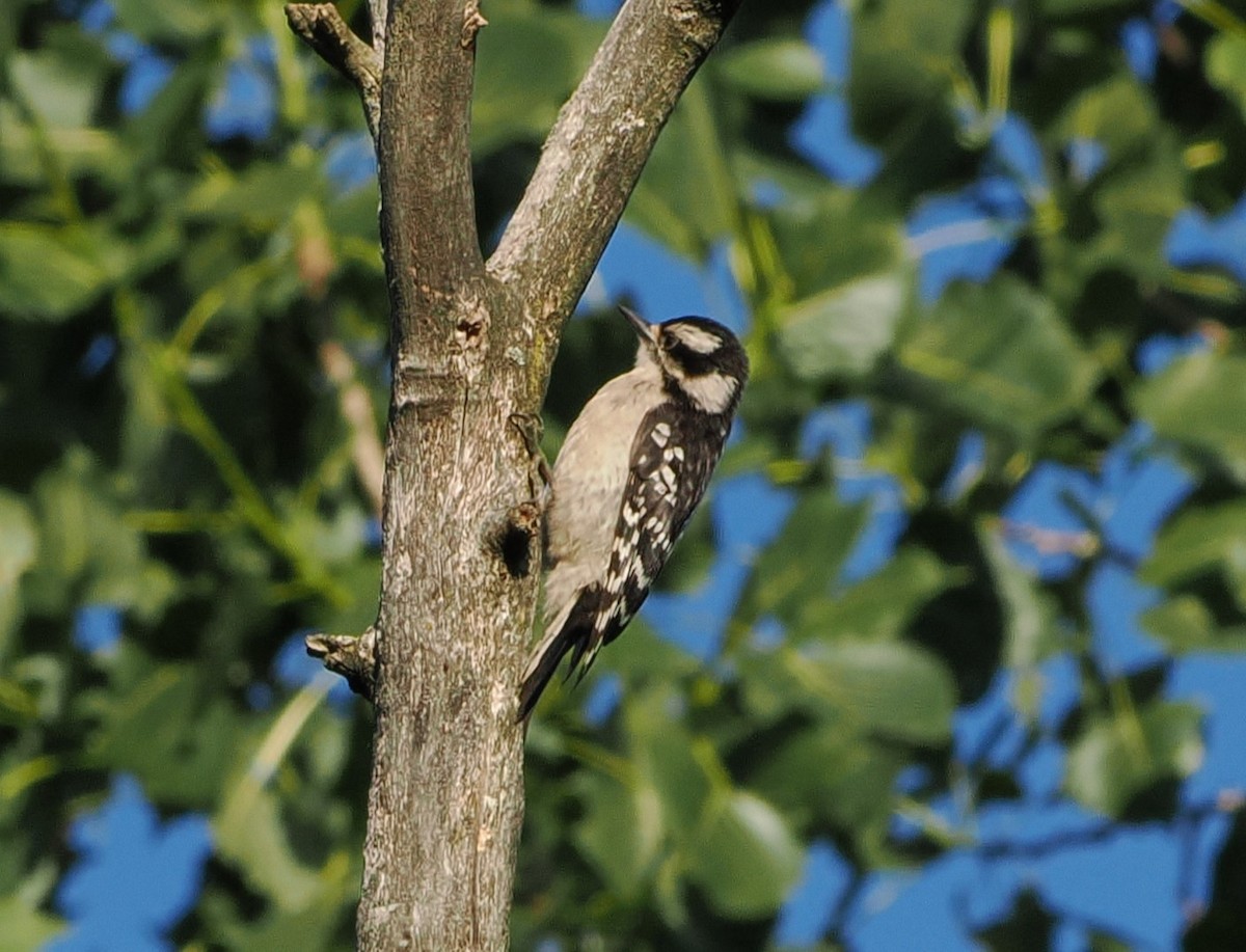 Downy Woodpecker - ML621208244