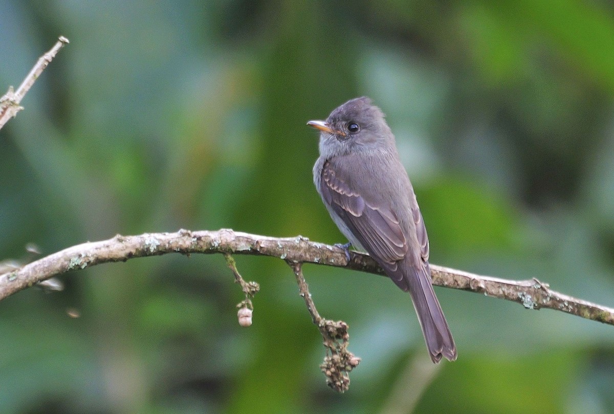 Southern Tropical Pewee - ML621208259