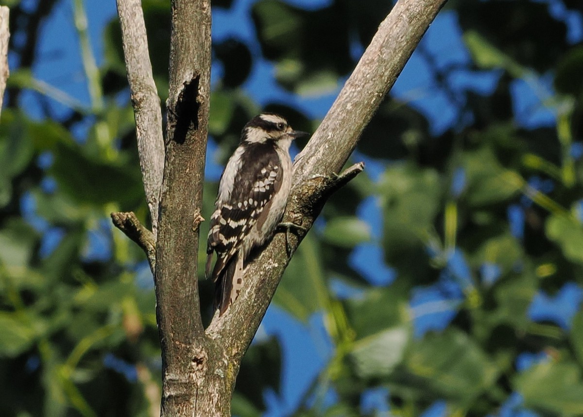 Downy Woodpecker - ML621208269