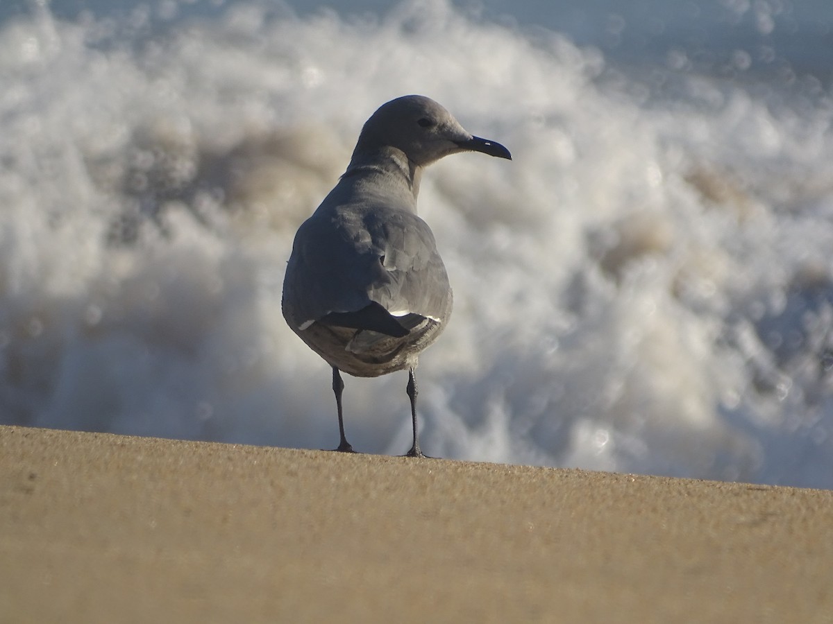 Gray Gull - ML621208271