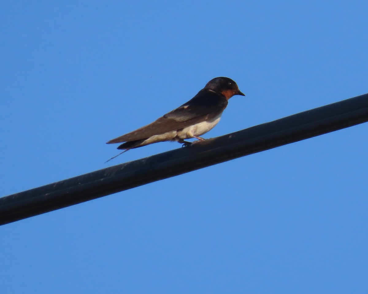 Barn Swallow - ML621208282
