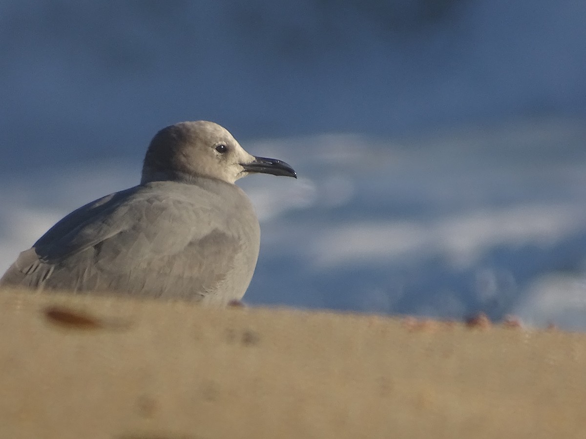 Gray Gull - ML621208287