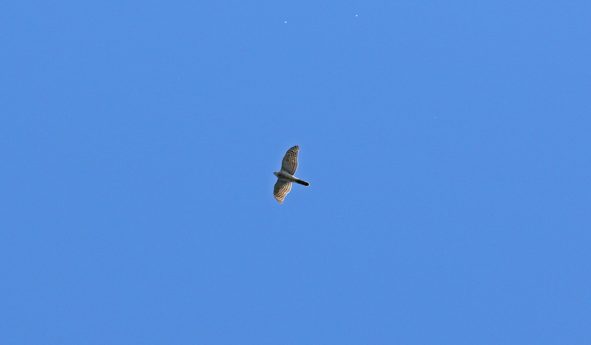 Eurasian Sparrowhawk - ML621208330