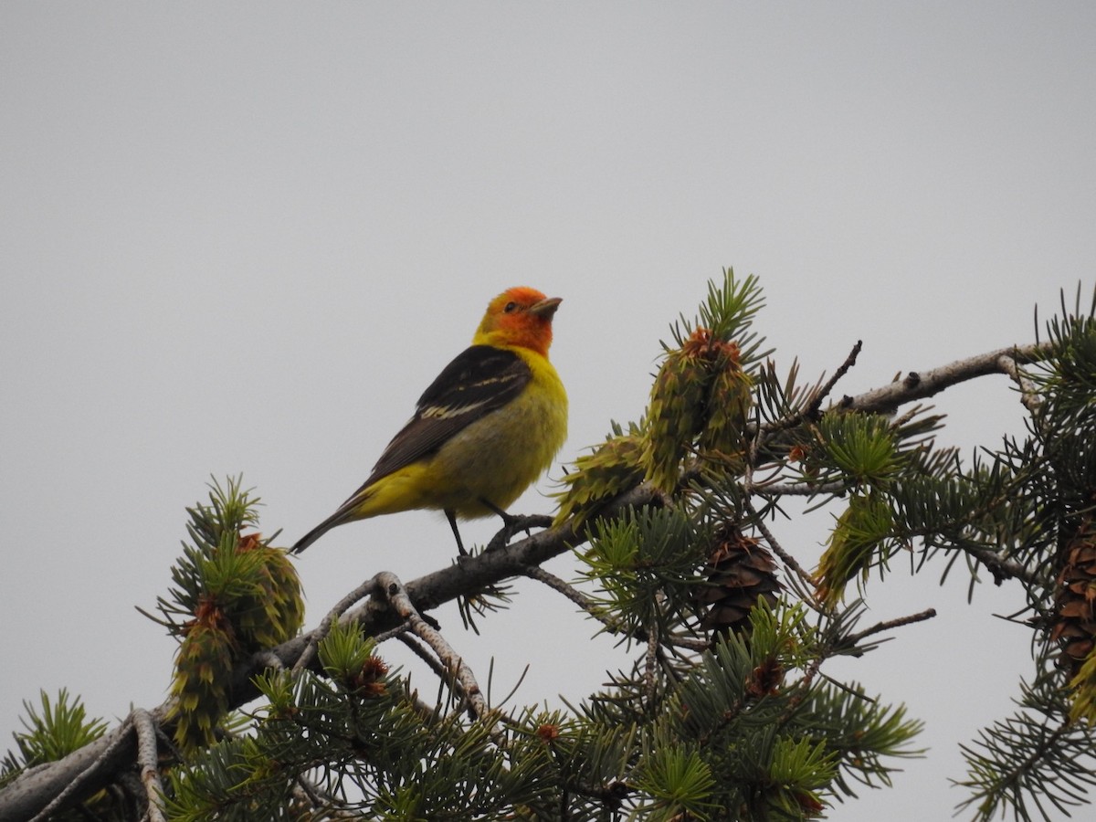 Western Tanager - ML621208347