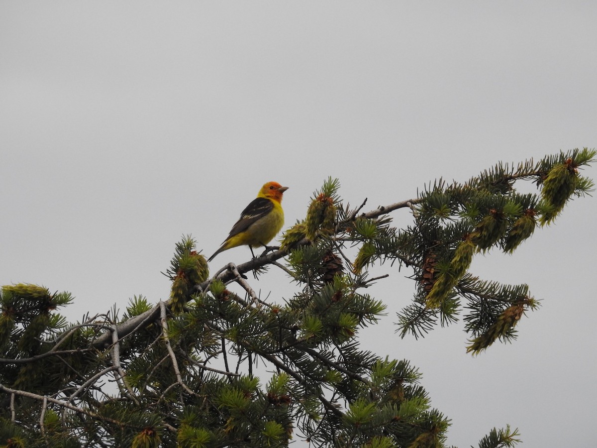Western Tanager - ML621208348