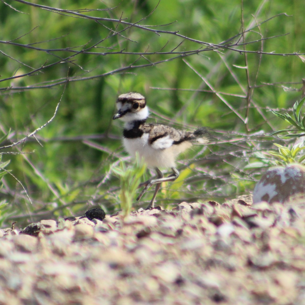 Killdeer - ML621208353