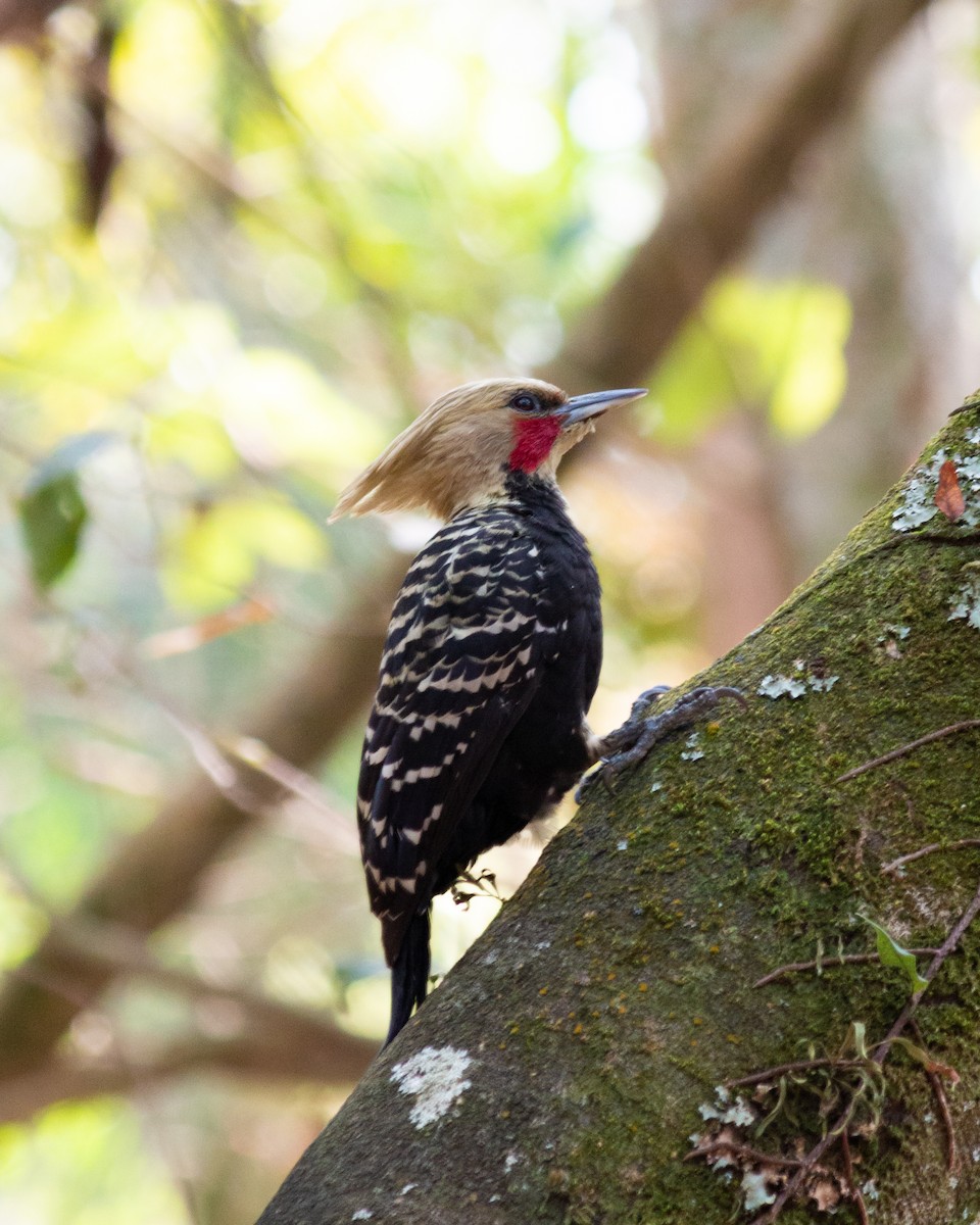 Blond-crested Woodpecker - ML621208354