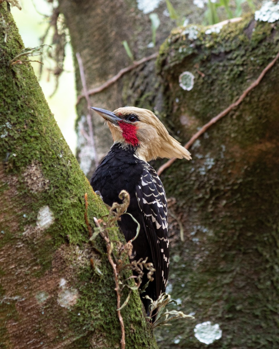 Blond-crested Woodpecker - ML621208358