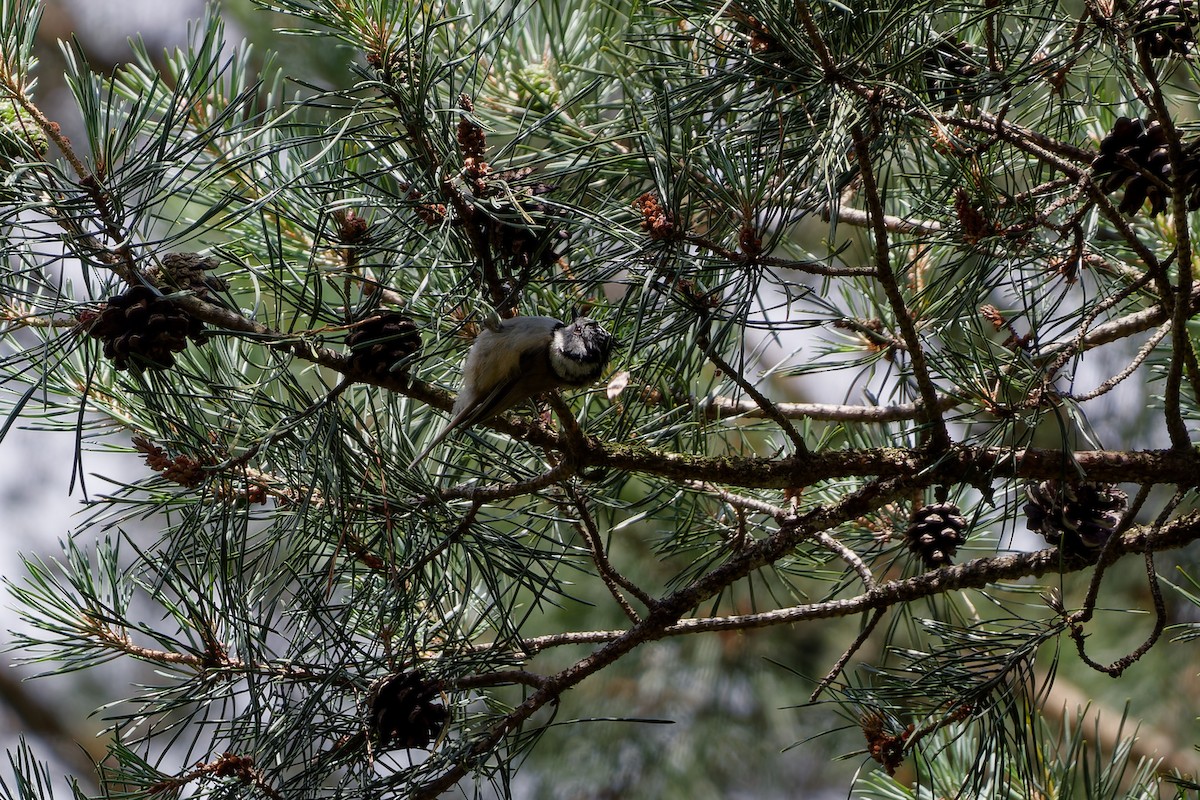 Crested Tit - ML621208359