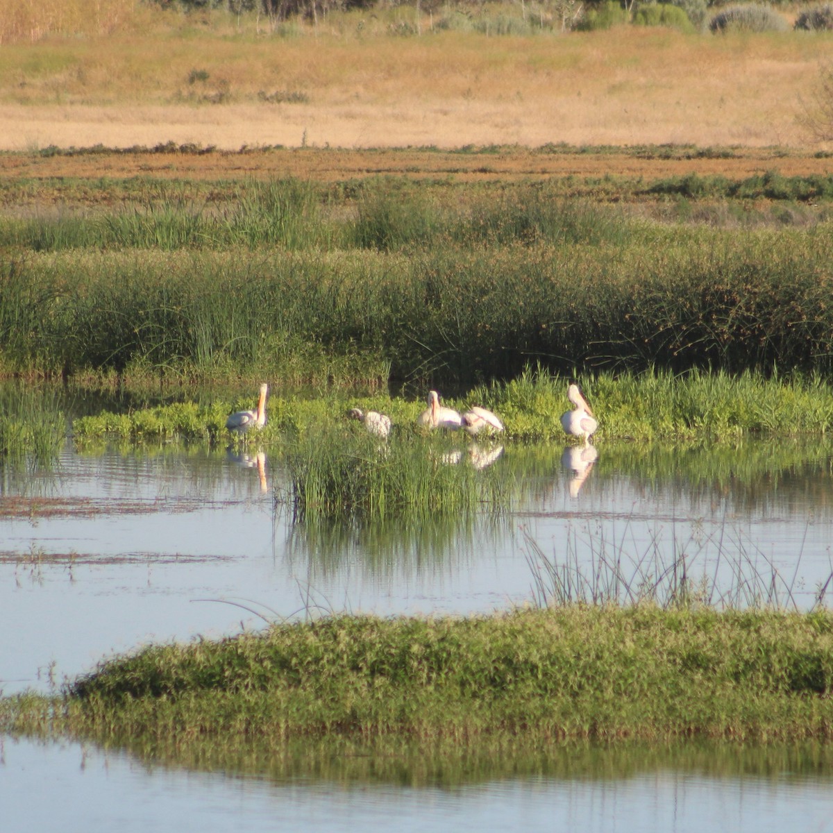 American White Pelican - ML621208360