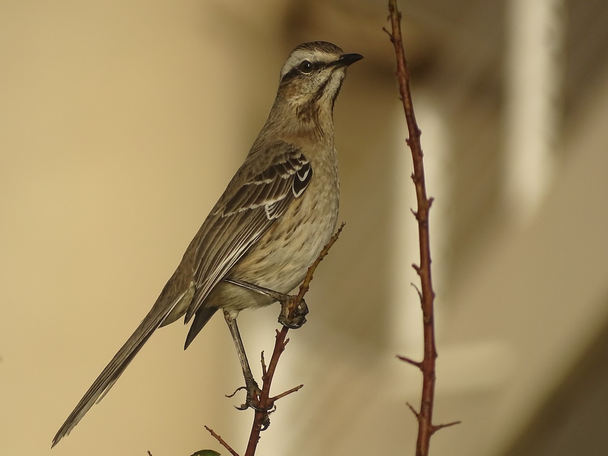 Chilean Mockingbird - ML621208361