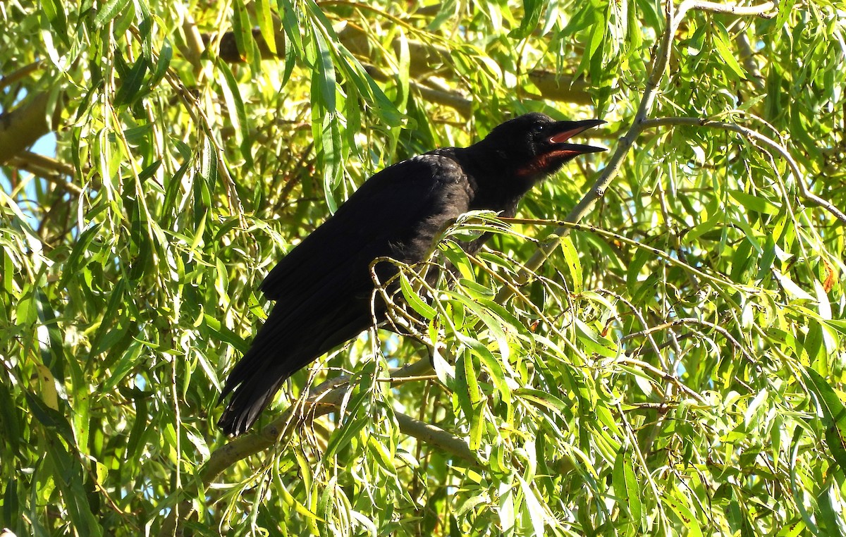 American Crow - ML621208364