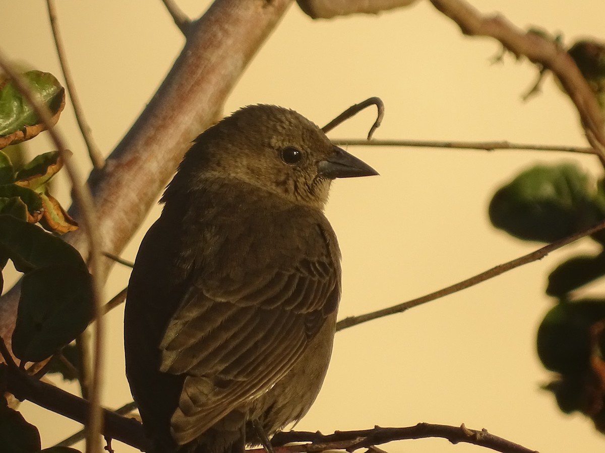 Shiny Cowbird - ML621208372