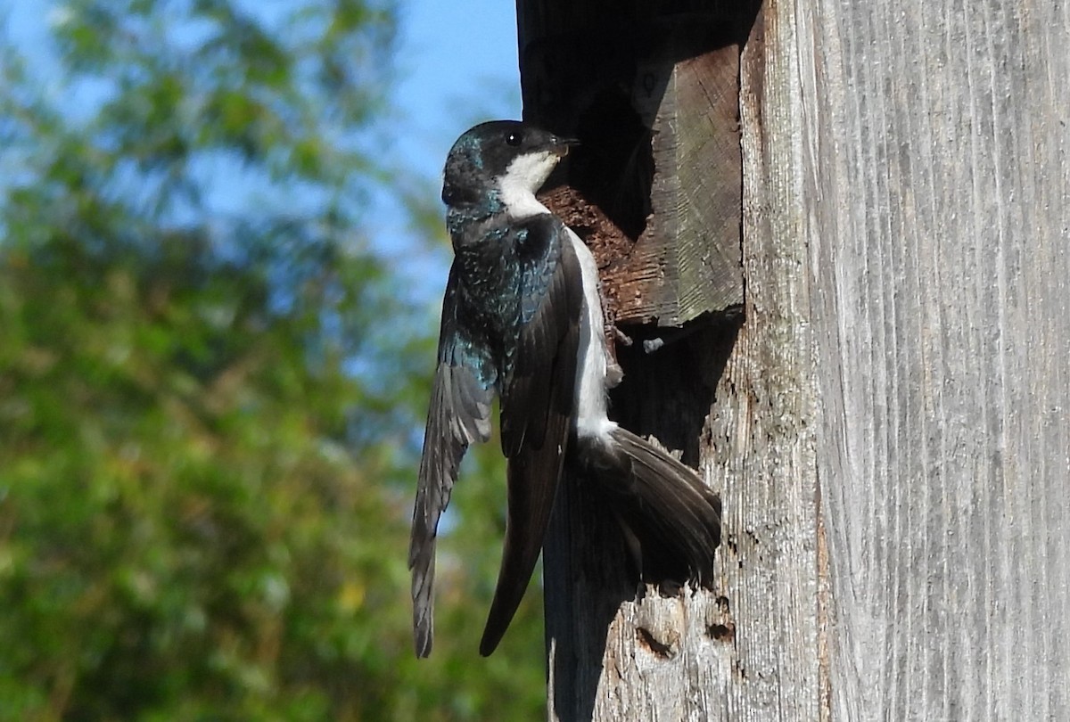 Tree Swallow - ML621208376