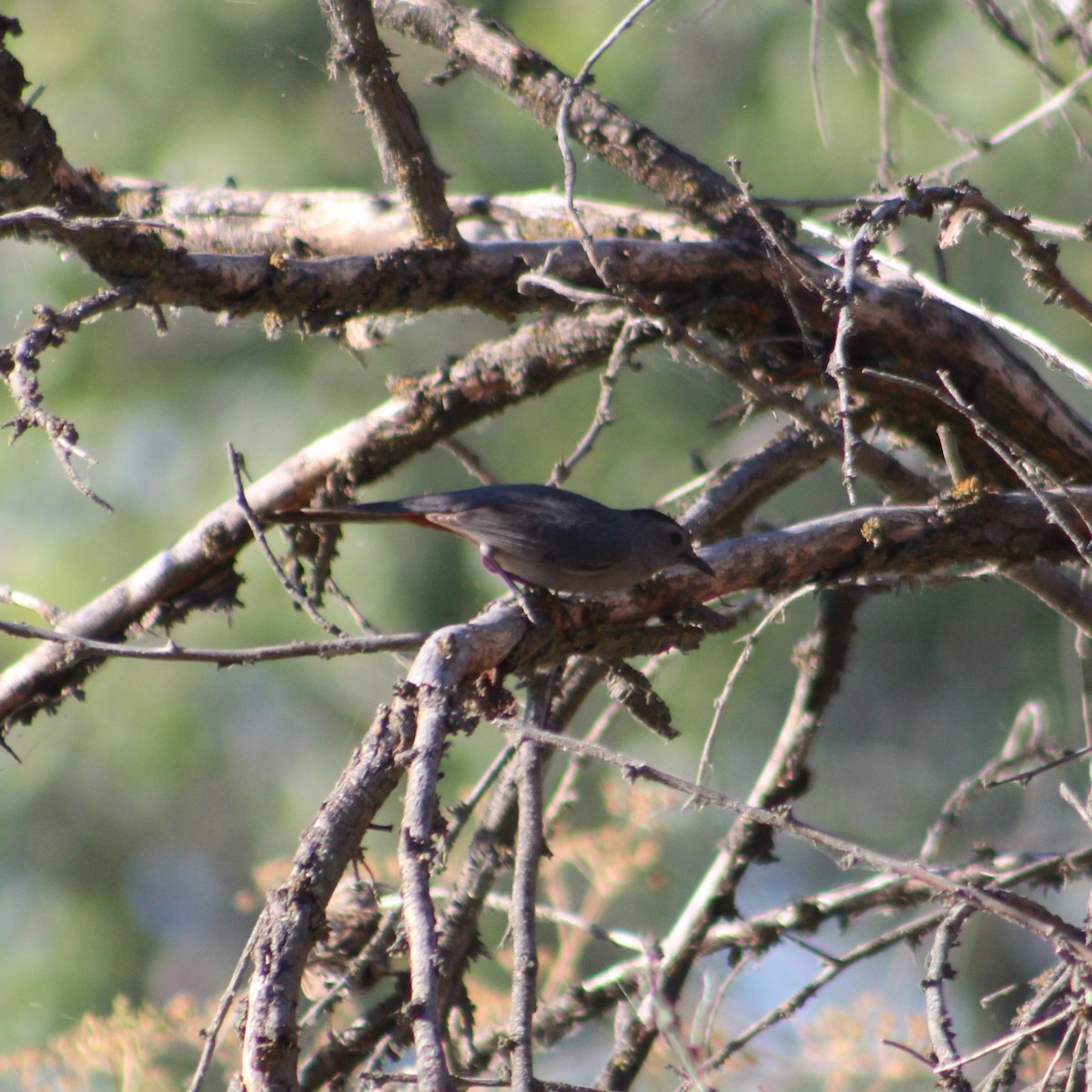 Gray Catbird - ML621208383