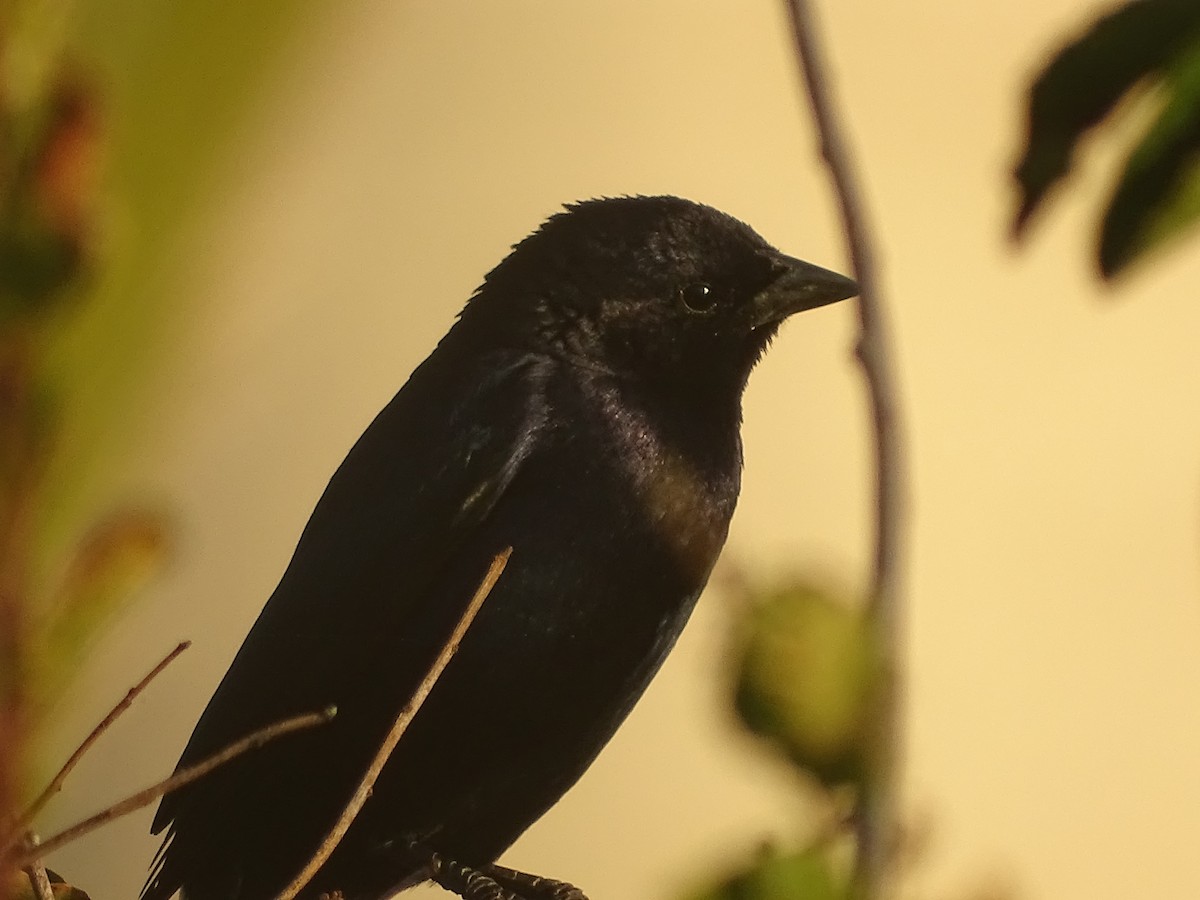 Shiny Cowbird - ML621208388