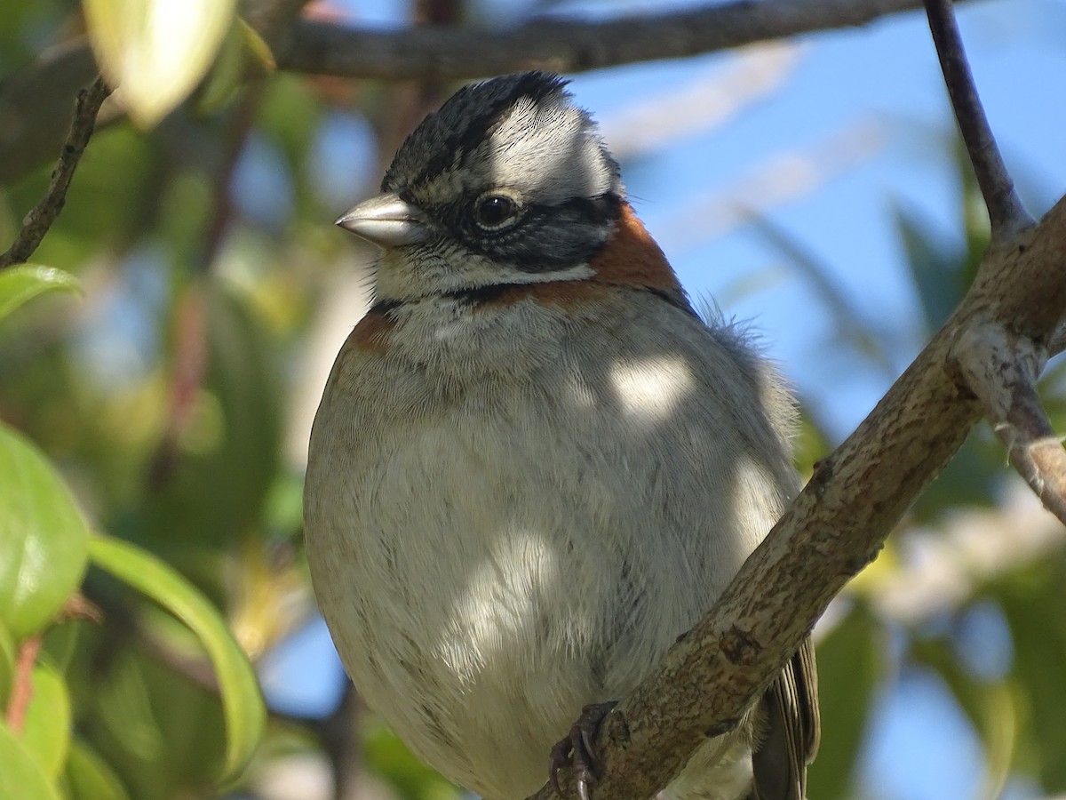 Rufous-collared Sparrow - ML621208405