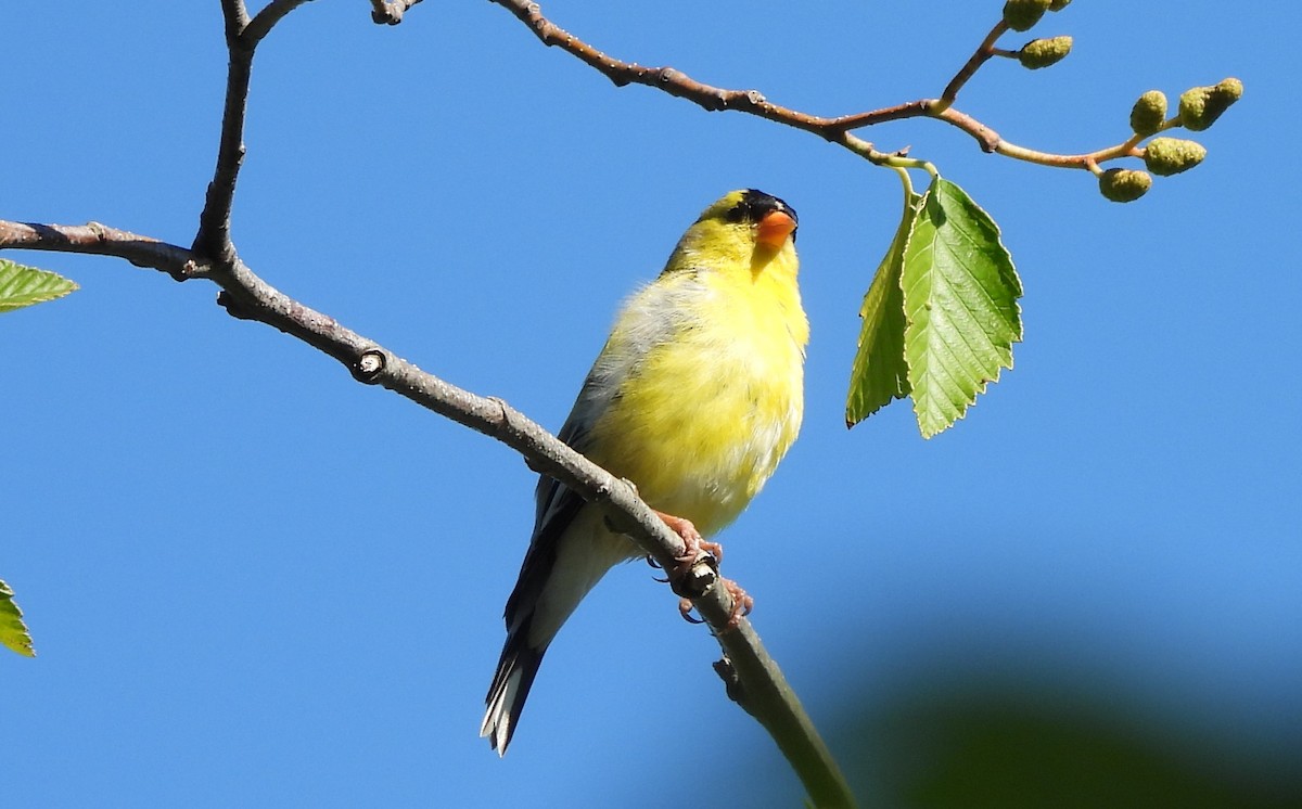 American Goldfinch - ML621208418