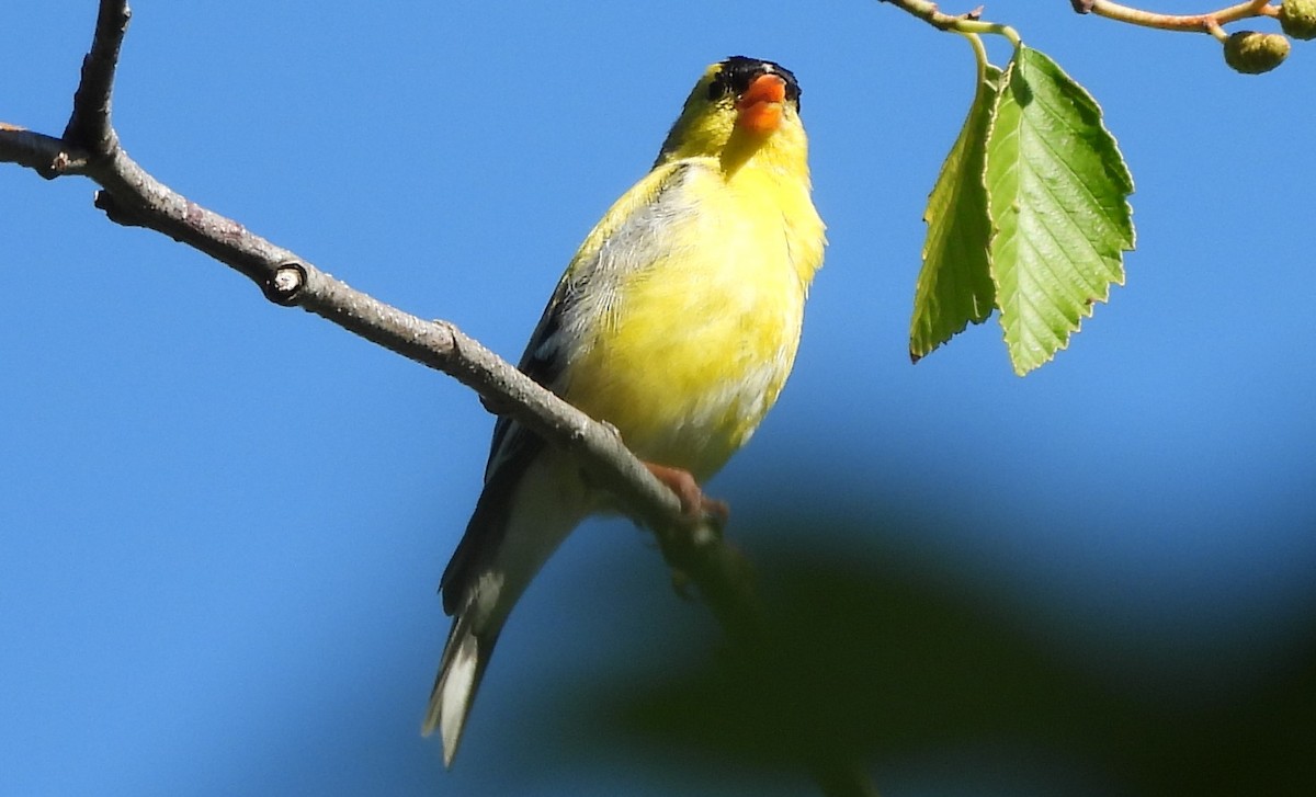 American Goldfinch - ML621208419