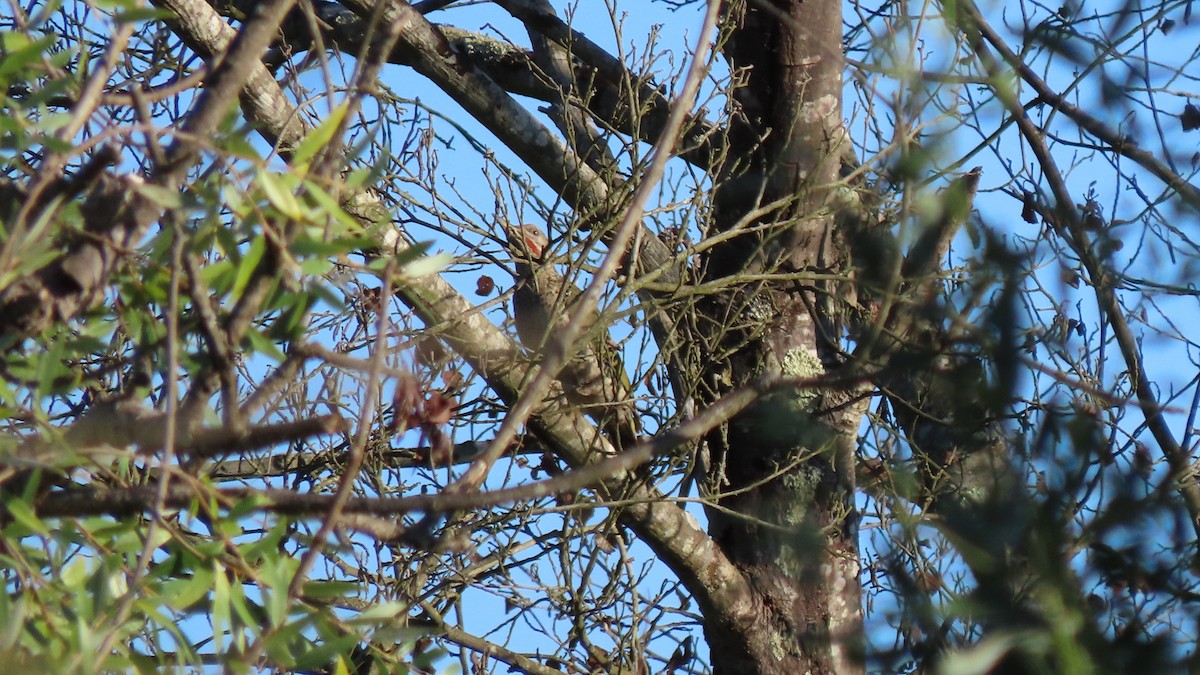 Iberian Green Woodpecker - ML621208466