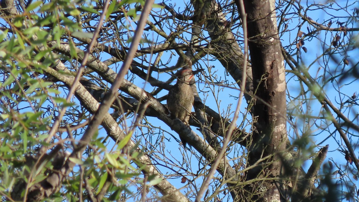 Iberian Green Woodpecker - ML621208492