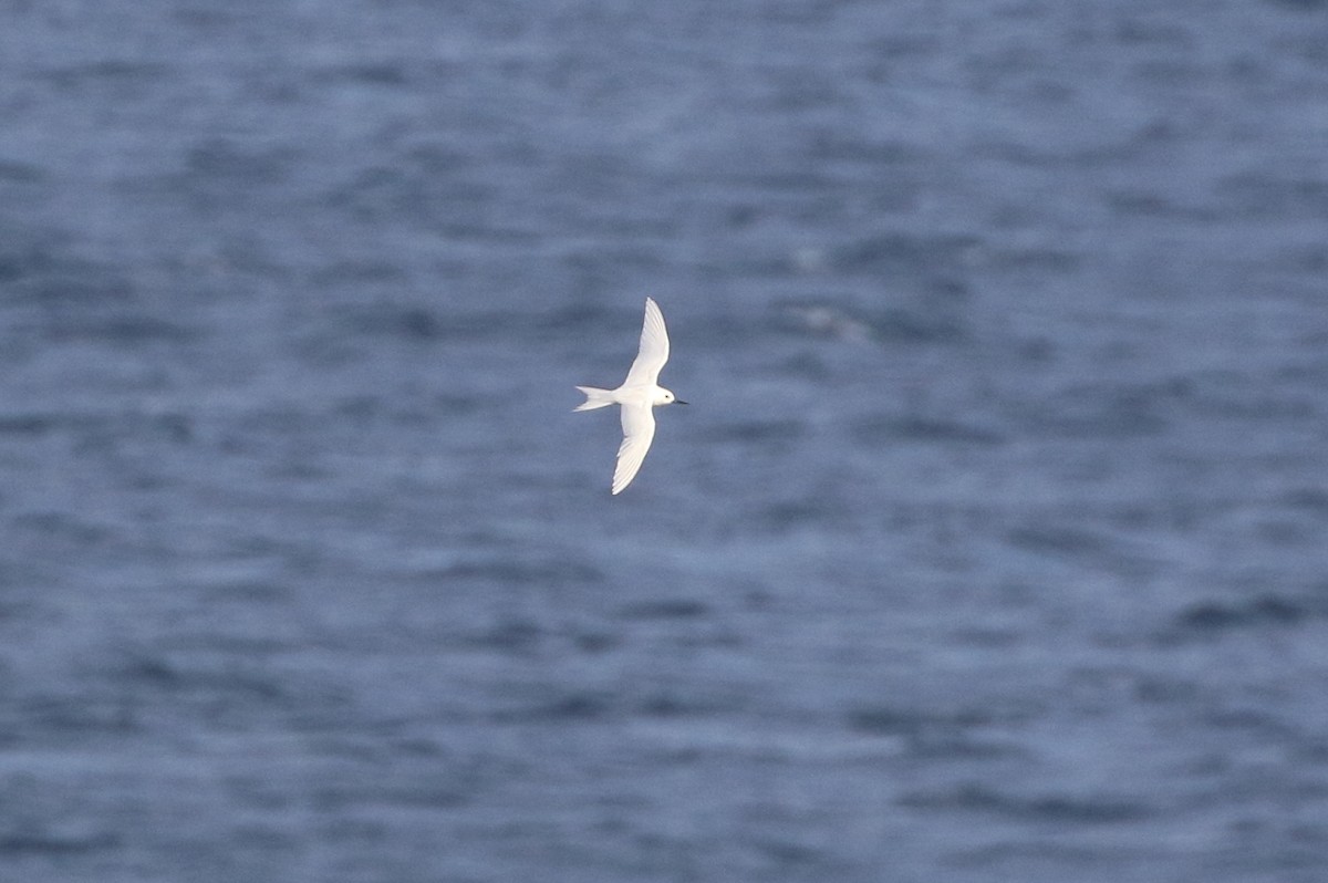 White Tern - ML621208625