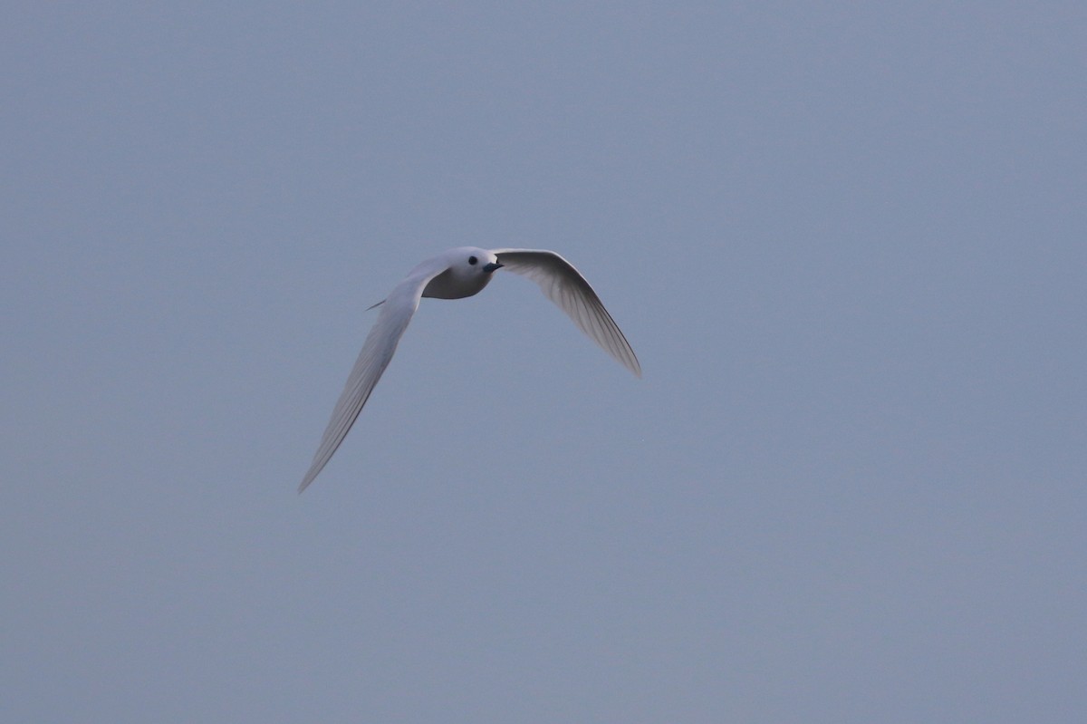 White Tern - ML621208626