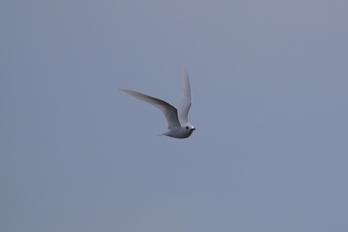 White Tern - ML621208627