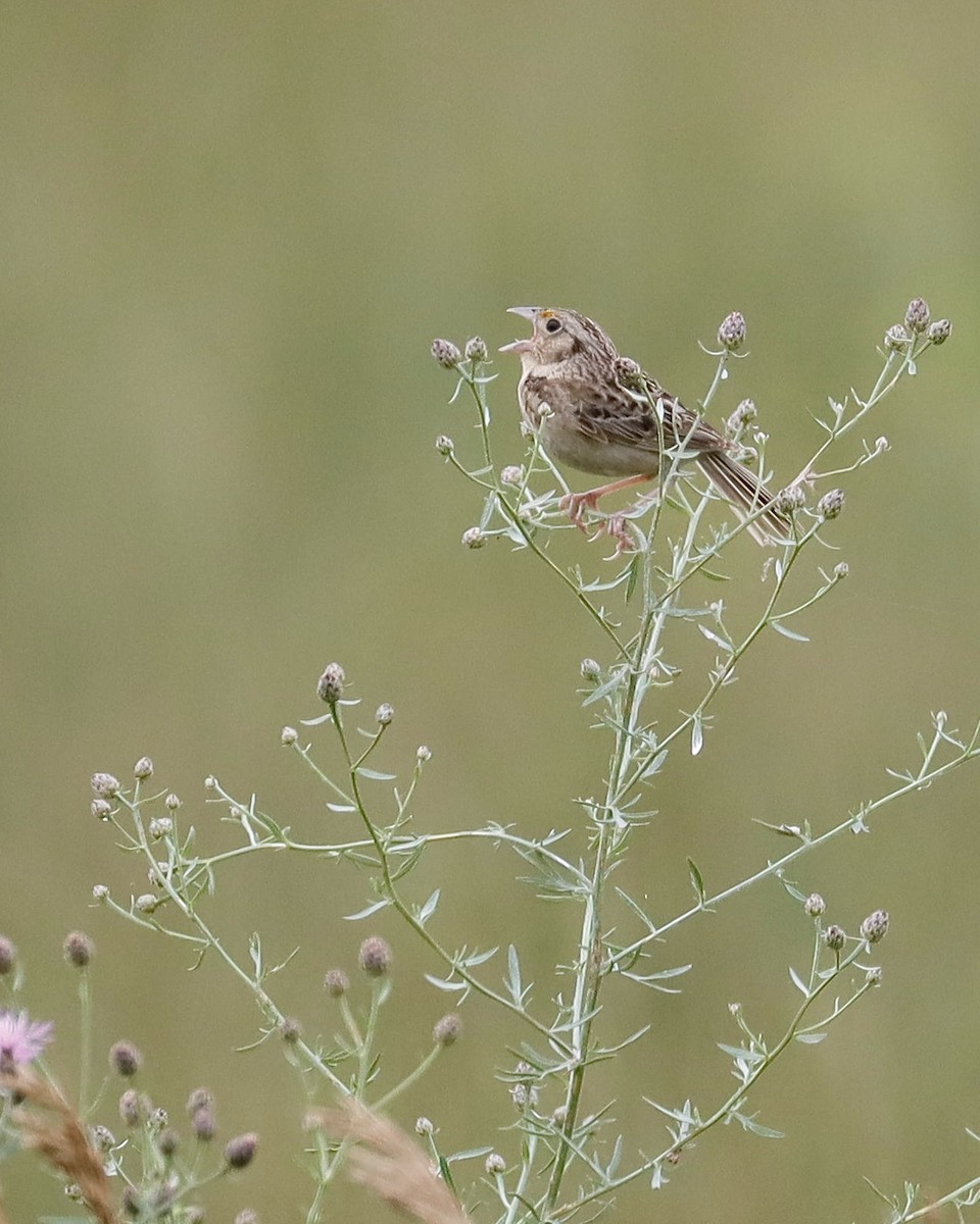 Grasshopper Sparrow - ML621208663